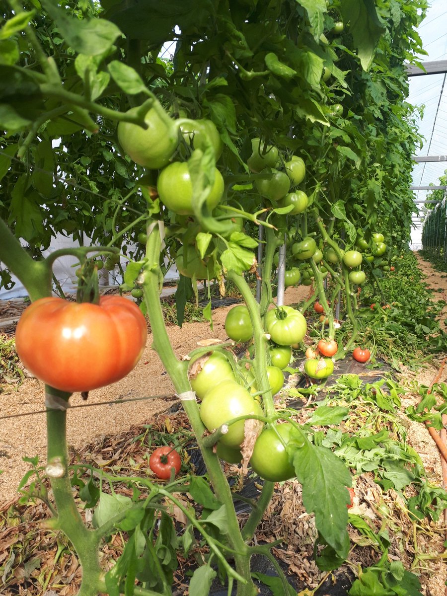 佐賀のトマト屋 通称 トマトの友ちゃん 友幸素舎 ゆうこうそしゃ 下葉かき 佐賀弁 がっかりした ぐぅらいしたぁ 友幸素舎ショッピングサイト T Co Blvhem0s72