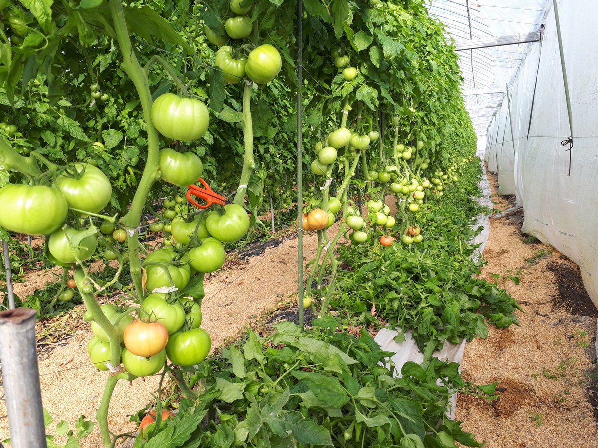佐賀のトマト屋 通称 トマトの友ちゃん 友幸素舎 ゆうこうそしゃ 下葉かき 佐賀弁 がっかりした ぐぅらいしたぁ 友幸素舎ショッピングサイト T Co Blvhem0s72