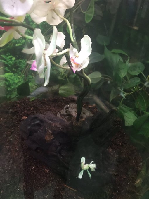 ハナカマキリのtwitterイラスト検索結果 古い順