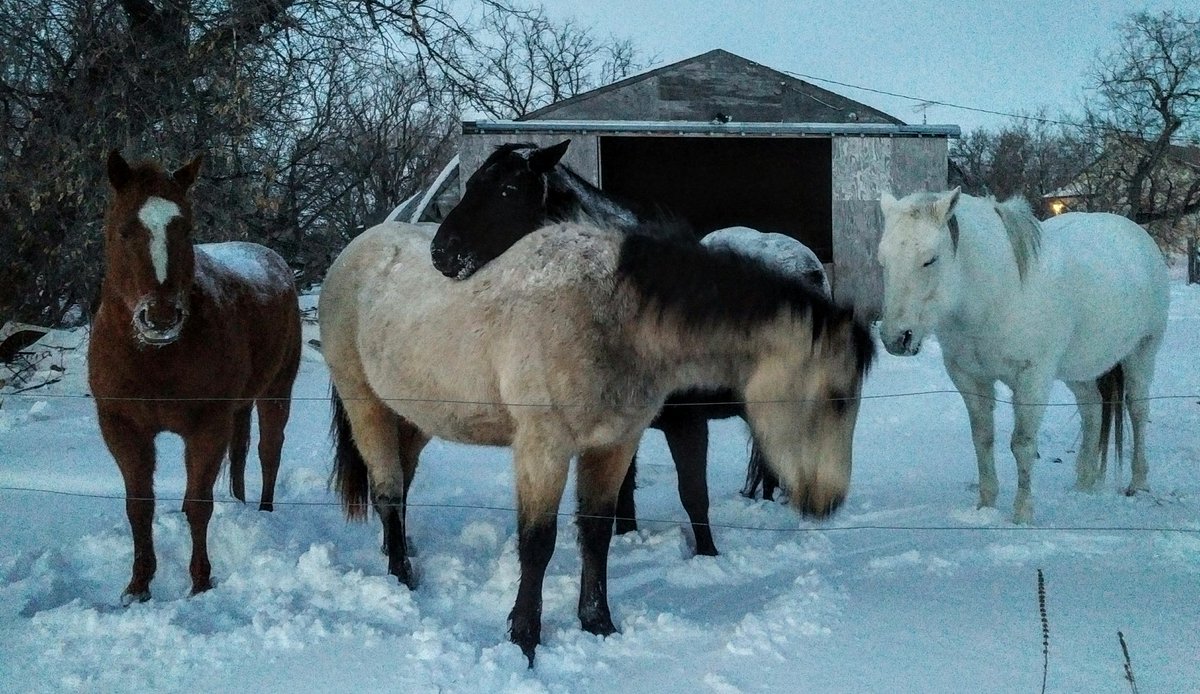 JBMEquiFarms's tweet photo. #sunsetaday When the #mbstorm finally subsides just at feeding time and you're just too spent to care... knee deep snow here from drifting #weather @MurphTWN
@ShannBradbury @jwhittalTWN #zzz #horses #Manitoba #storm #wornout https://t.co/TIqR57tnqz