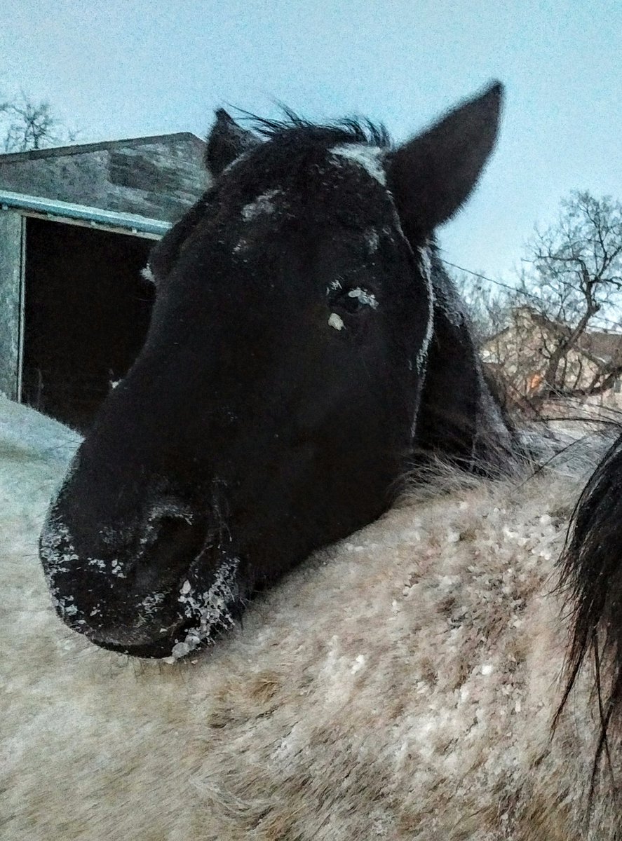 JBMEquiFarms's tweet photo. #sunsetaday When the #mbstorm finally subsides just at feeding time and you're just too spent to care... knee deep snow here from drifting #weather @MurphTWN
@ShannBradbury @jwhittalTWN #zzz #horses #Manitoba #storm #wornout https://t.co/TIqR57tnqz