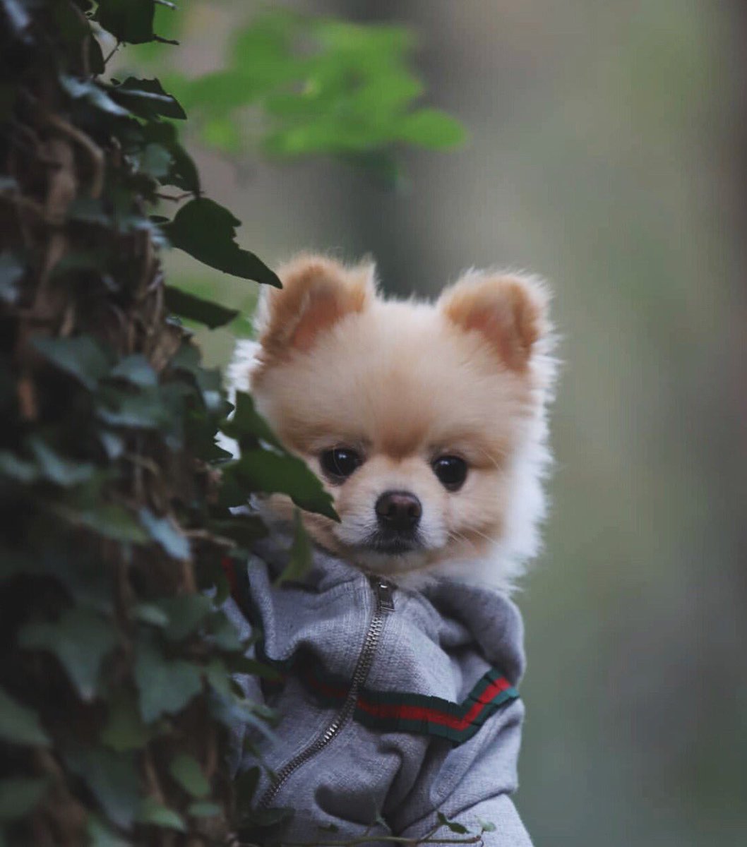 tony as poms (@tonyaspoms) on Twitter photo 