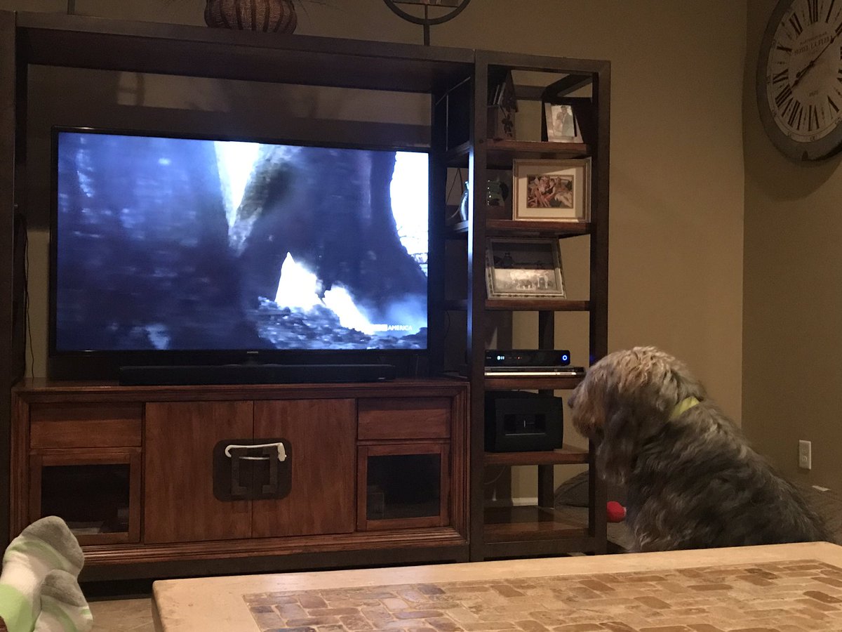 MarlaBranson's tweet photo. Murray the otter hound is locked in to @PlanetEarthBBC #dynasties https://t.co/o06oF9E0Sf