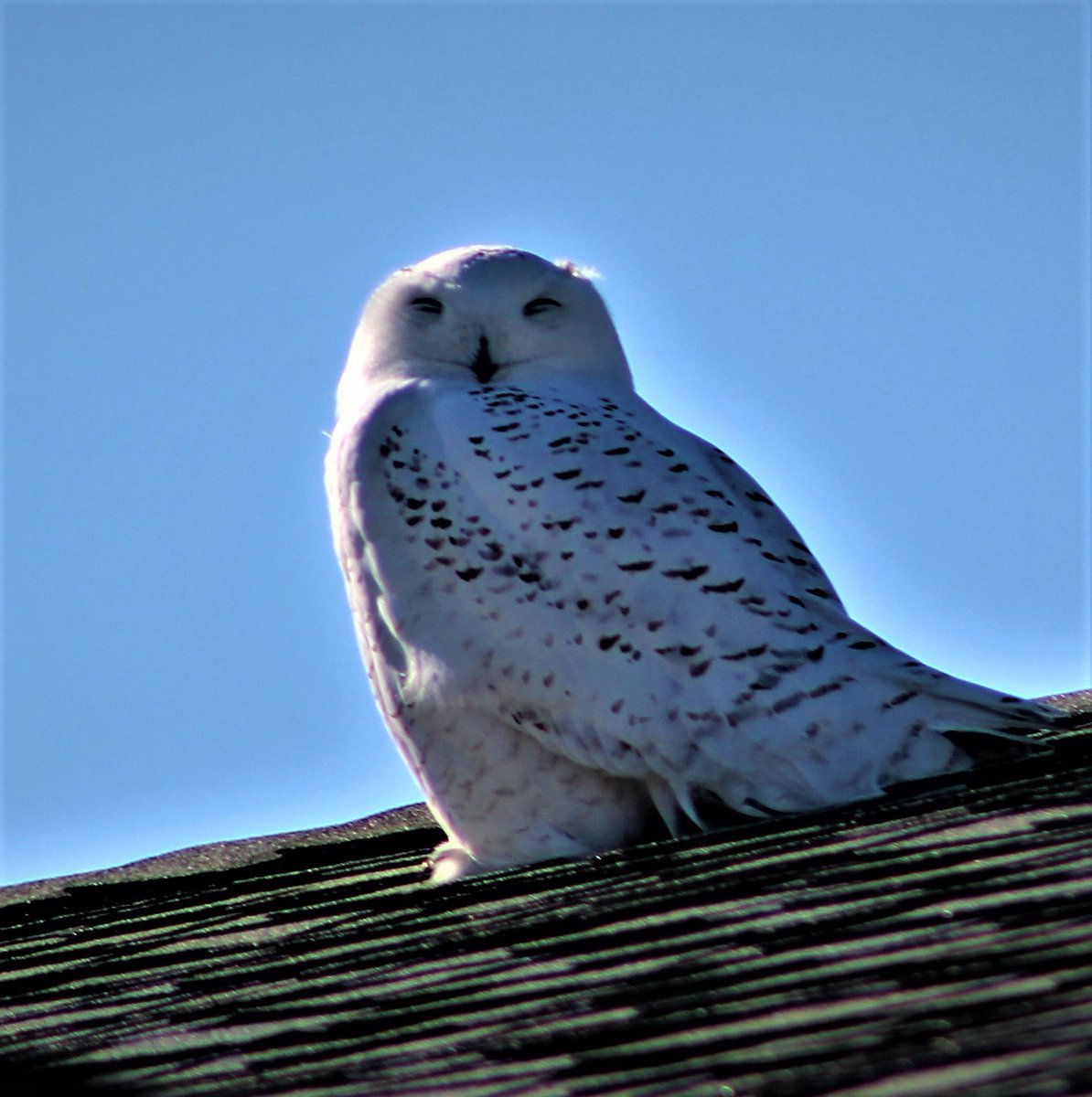 So nice to see the beautiful Snowy Owl in Scarborough Maine this weekend! #snowyowl  ⁦@visitmaine⁩ ⁦@NECN⁩ ⁦@MattNBCBoston⁩ ⁦@TimNBCBoston⁩ ⁦@PeteNBCBoston⁩ ⁦@WGME⁩ @scarboroughmaine@downeastmagazine #owls#nature