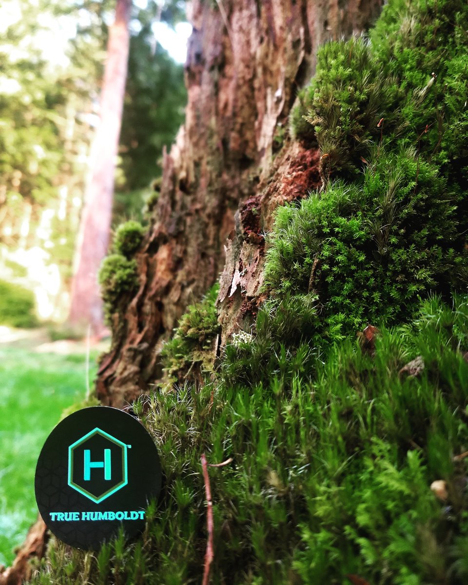 We are the cannabis, but we are also our good farming practices, our place and our people. #Humboldt #cannabis