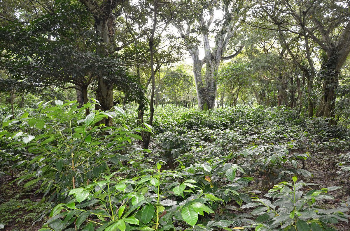 Living with coffee leaf rust is a reality for many of the world's coffee farmers. New research from working farms shows that giving plants proper nutrition can be more effective at fighting rust than spraying with fungicide. ow.ly/JRCF30nl1t7