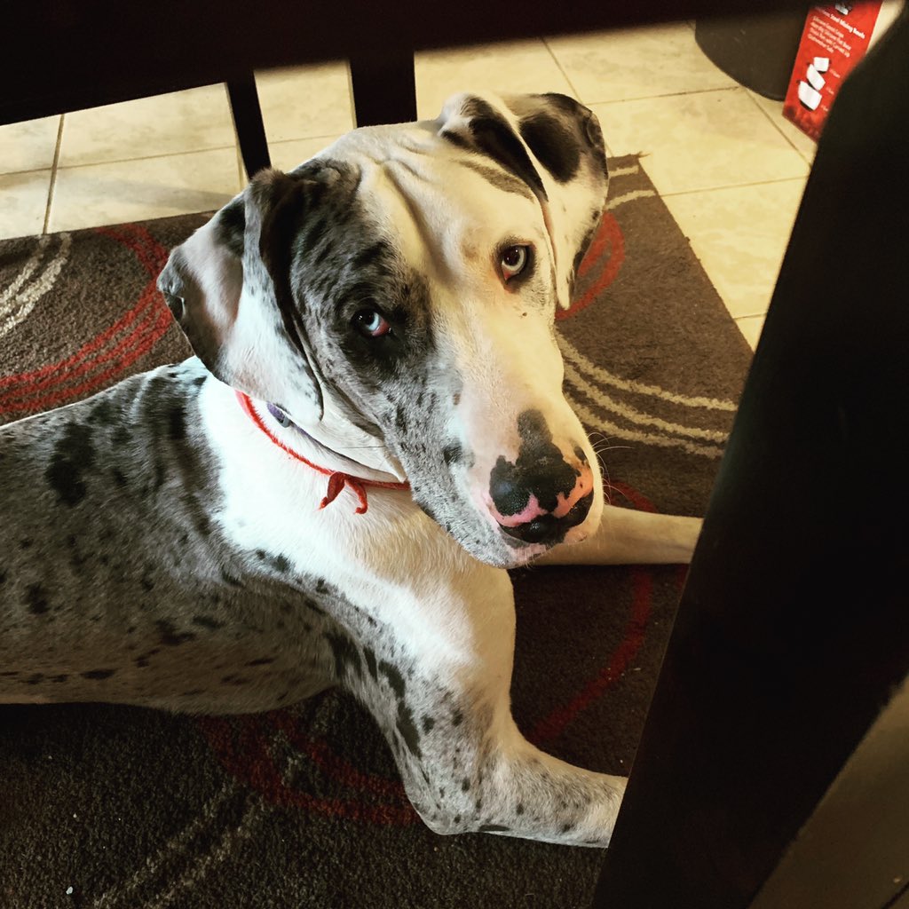 TupperTheDane's tweet photo. Hey, Mama @sarahtenny , how’s about I just sit here and watch you eat?! Just in case you decide to share that chicken with me. Or, in the off chance you “accidentally “ drop some! #🐶🤞🏼 
#stalkerdog #givemesome 
#dapperdane
#merlequingreatdane
#GreatDanes 
#DogsofTwitter https://t.co/BCc9E116hV
