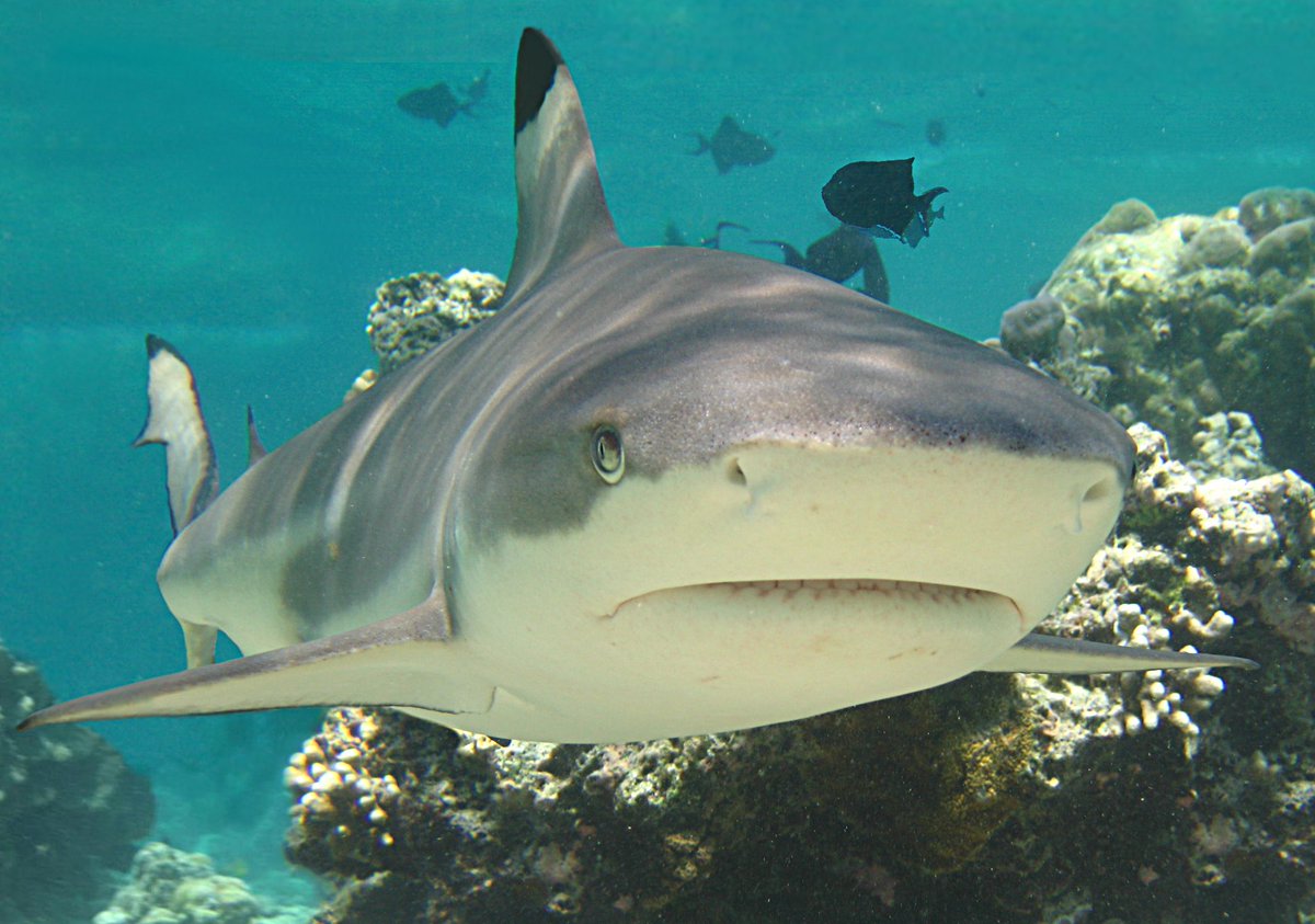 белоплавниковая рифовая акула. Carcharias taurus. акула обыкновенная. Carcharias taurus. обыкновенная песчаная акула carcharias taurus.