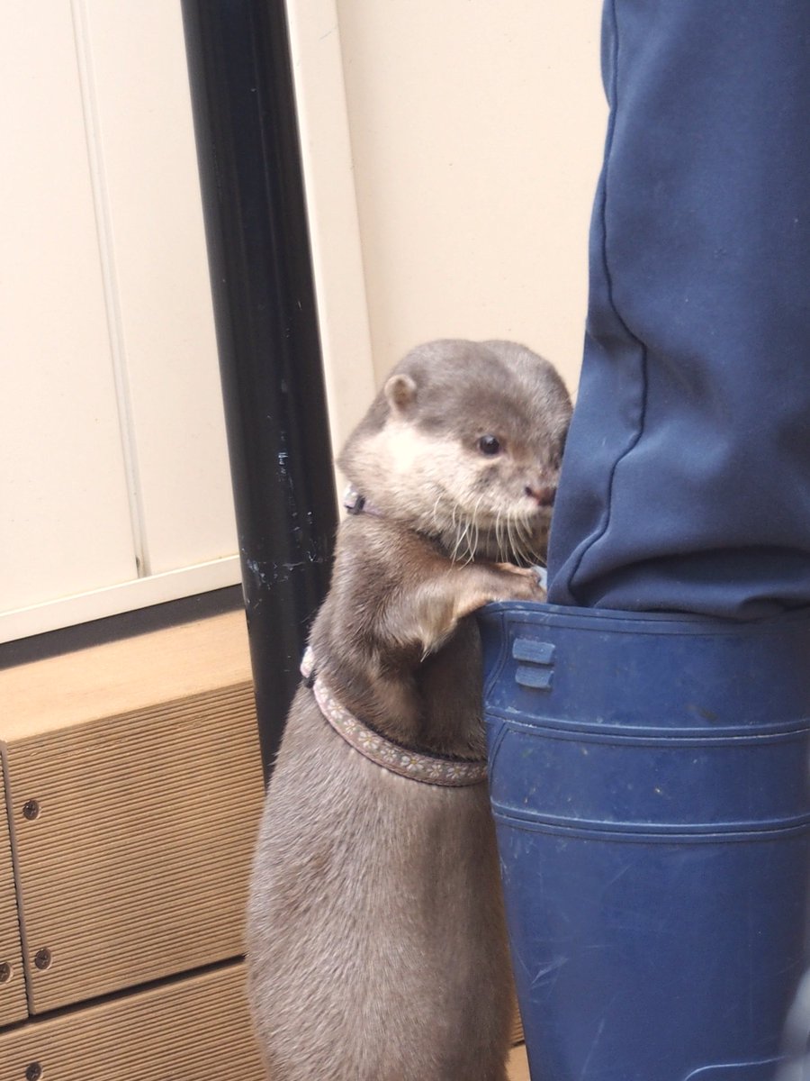 飼育員さんの長靴に ぎゅうぎゅうとおもちゃを入れようとするコツメカワウソさんにキュンキュンせざるを得ない Togetter 飼育員さんの長靴に ぎゅうぎゅうとおもちゃを入れようとするコツメカワウソさんにキュンキュンせざるを得ない Togetter