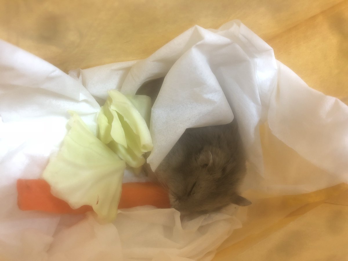 迷子ハムスター 迷子ハムスター