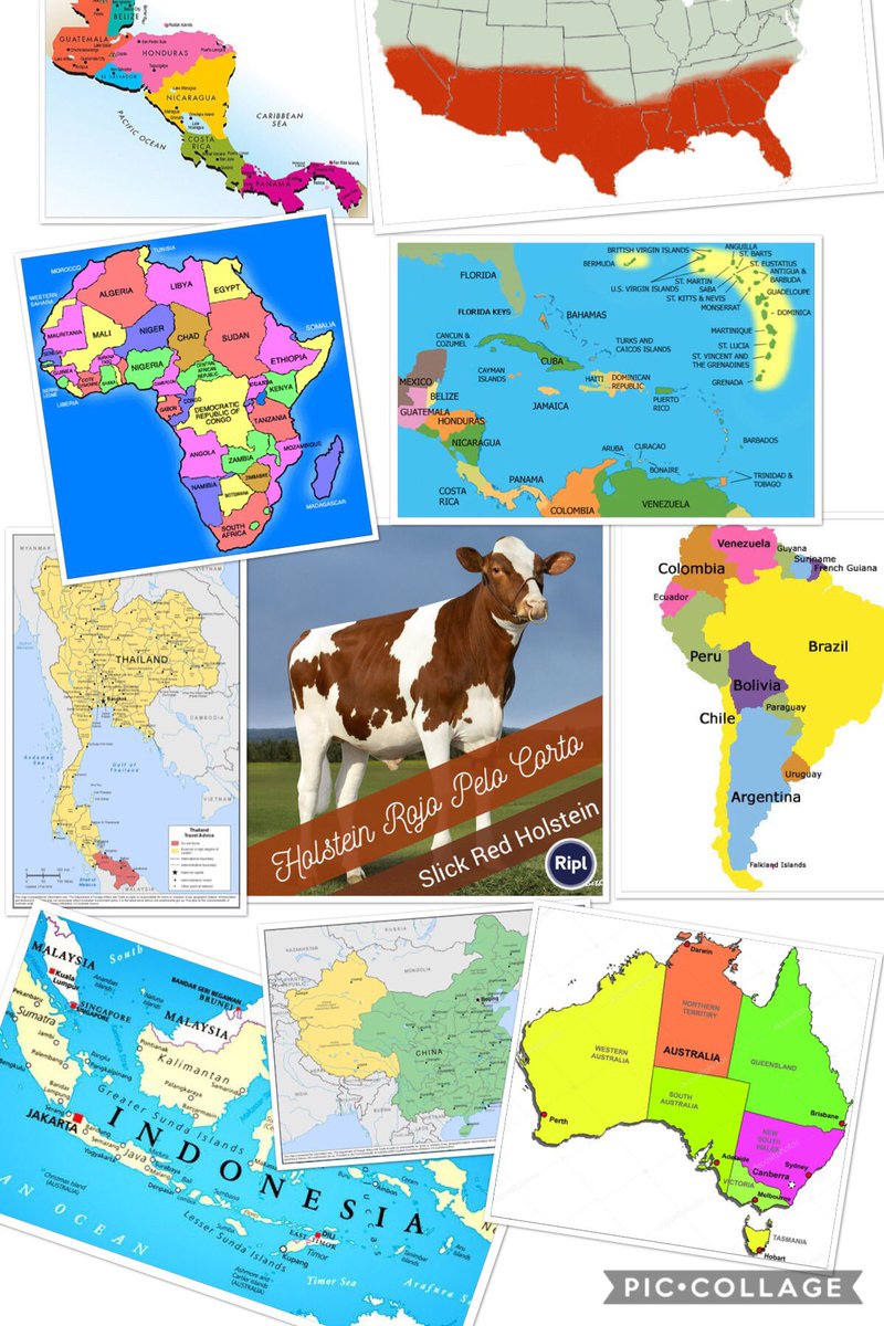 ALegacyGenetics's tweet photo. #SinbasVoyage is just getting started! 
SINBA is available Worldwide 🌎 
Let the power of the “Slick” gene 🧬 work for you.
#ALegacyGenetics ~ providing genetic 🧬 solutions for heat-stress. 🇦🇺🇧🇷🇵🇦🇲🇽🇨🇴🇹🇭🇨🇳🇰🇪🇿🇦🇵🇷🇧🇴🇨🇺🇨🇷🇬🇹🇨🇱🇻🇪🇩🇴🇧🇿🇭🇹🇵🇾🇵🇪🇭🇳🇪🇨🇳🇪🇳🇬🇬🇭🇪🇹🇩🇿🇿🇼🇷🇼🇳🇦🇨🇻🇿🇲🇧🇼🇹🇩🇳🇪🇬🇲🇵🇰🇮🇳 https://t.co/kpvvrDwoEa