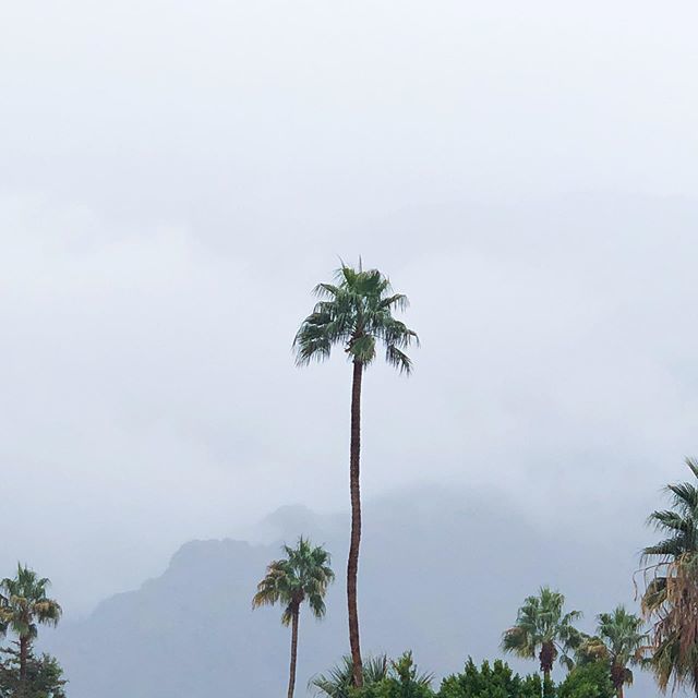 _ashlynharris's tweet photo. Two days of rain? Where is this coming from??? #designer #simplepleasures #designlife #livecolorfully #palmspringsisbetter https://t.co/pg8bYa8vTg https://t.co/7X5LVQWevZ