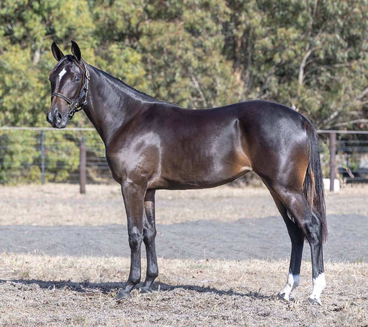 driscoll_max's tweet photo. Lot 196 bettors delight x clancy rose filly #goodtimeracing @DannieMcKinnon https://t.co/KZqTnitusF