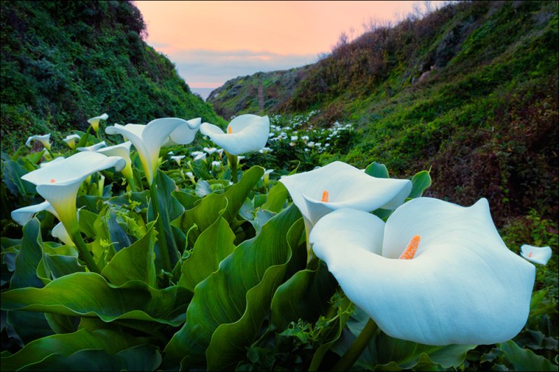 Wonderful #Wednesday dear BEATRIZ
Big #hugs @VeaMiAlma
#lily and #Sunrise 😘
