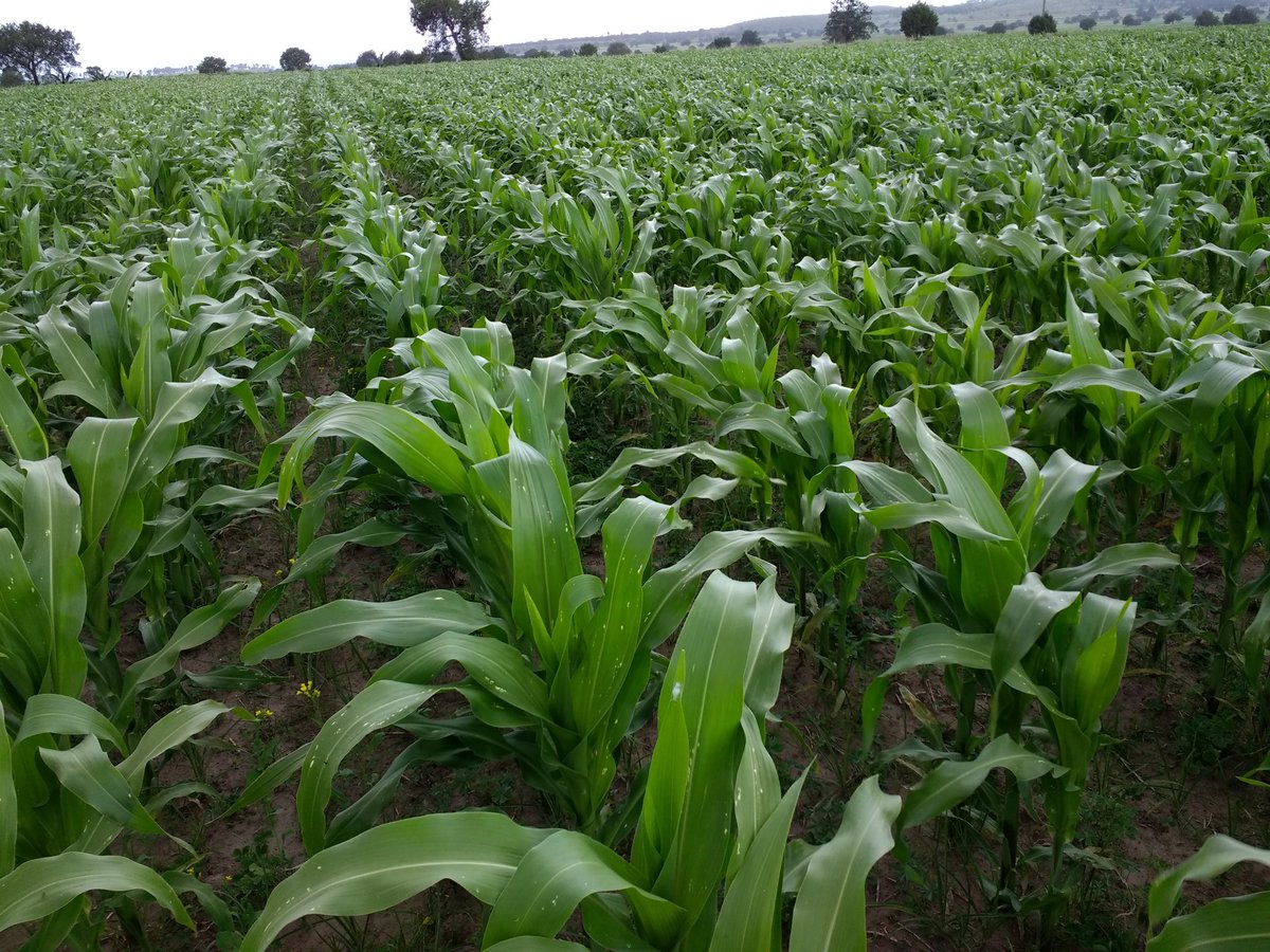 inghectorgonza's tweet photo. Con orgullo se muestran resultados obtenidos, de las innovaciones tecnológicas, sustentables atravez del acompañamiento técnico PROAGRO 2018,con resultados de 3 ton/ha en Toluca de Guadalupe Terrenate, Tlax.
@victor_suarez @bramaccimmyt @accimmyt #PROAGROCapacita #CIMMYTporMexico https://t.co/6pnqi4XQfl