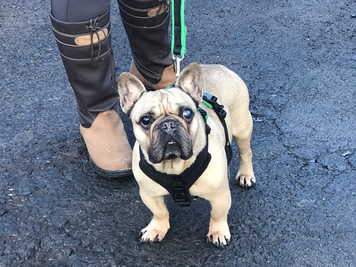 TheFamilyFrench's tweet photo. Happy New Year everyone! Just a quick message to let you know that Yoda has had his eye removed due to glaucoma. Caught very early on so no pain but would have been so best to remove. BEFORE #Frenchie #frenchbulldog #glaucoma #frenchbulldogs #dogs #dog #canineglaucoma https://t.co/lQfC7cnGez