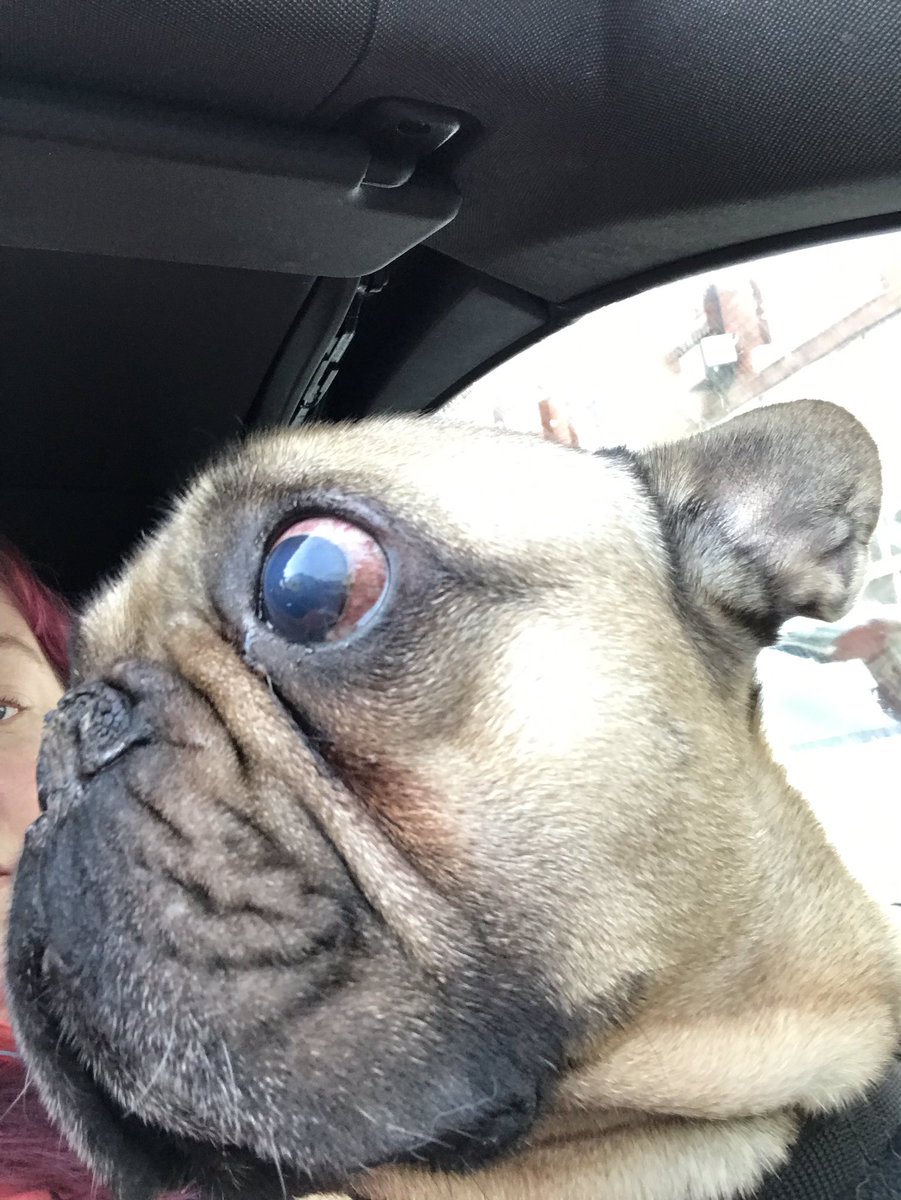 TheFamilyFrench's tweet photo. Happy New Year everyone! Just a quick message to let you know that Yoda has had his eye removed due to glaucoma. Caught very early on so no pain but would have been so best to remove. BEFORE #Frenchie #frenchbulldog #glaucoma #frenchbulldogs #dogs #dog #canineglaucoma https://t.co/lQfC7cnGez