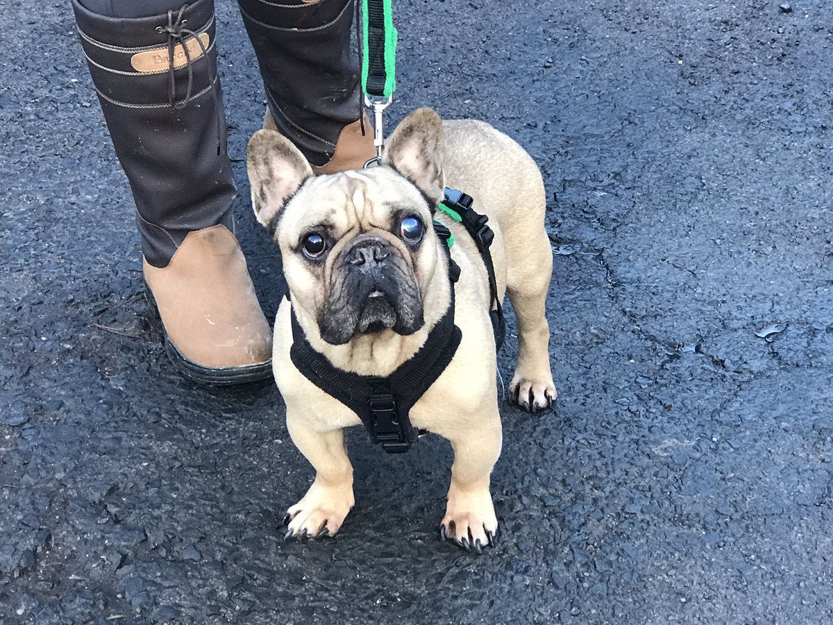 TheFamilyFrench's tweet photo. Happy New Year everyone! Just a quick message to let you know that Yoda has had his eye removed due to glaucoma. Caught very early on so no pain but would have been so best to remove. BEFORE #Frenchie #frenchbulldog #glaucoma #frenchbulldogs #dogs #dog #canineglaucoma https://t.co/lQfC7cnGez