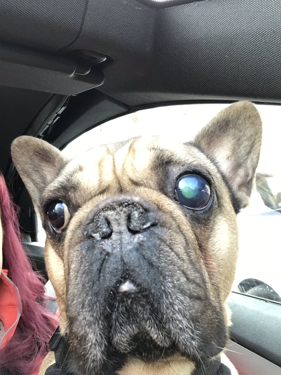 TheFamilyFrench's tweet photo. Happy New Year everyone! Just a quick message to let you know that Yoda has had his eye removed due to glaucoma. Caught very early on so no pain but would have been so best to remove. BEFORE #Frenchie #frenchbulldog #glaucoma #frenchbulldogs #dogs #dog #canineglaucoma https://t.co/lQfC7cnGez