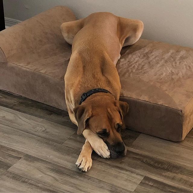 bigbarkerusa's tweet photo. #repost @savannah_boerboelmastiff sweet dreams!๐ด๐โ
"Love my @bigbarkerusa .. #bigbarker #largedoglove #onlythebest #comfy" #dogs #dogsofinstagram #dogstagram #cute #love #photooftheday #instadog #dogoftheday #instagramdogs #lovedogs #bigdogs #mastiffโฆ https://t.co/aGiG7RjsiD https://t.co/fJcfqPAA08