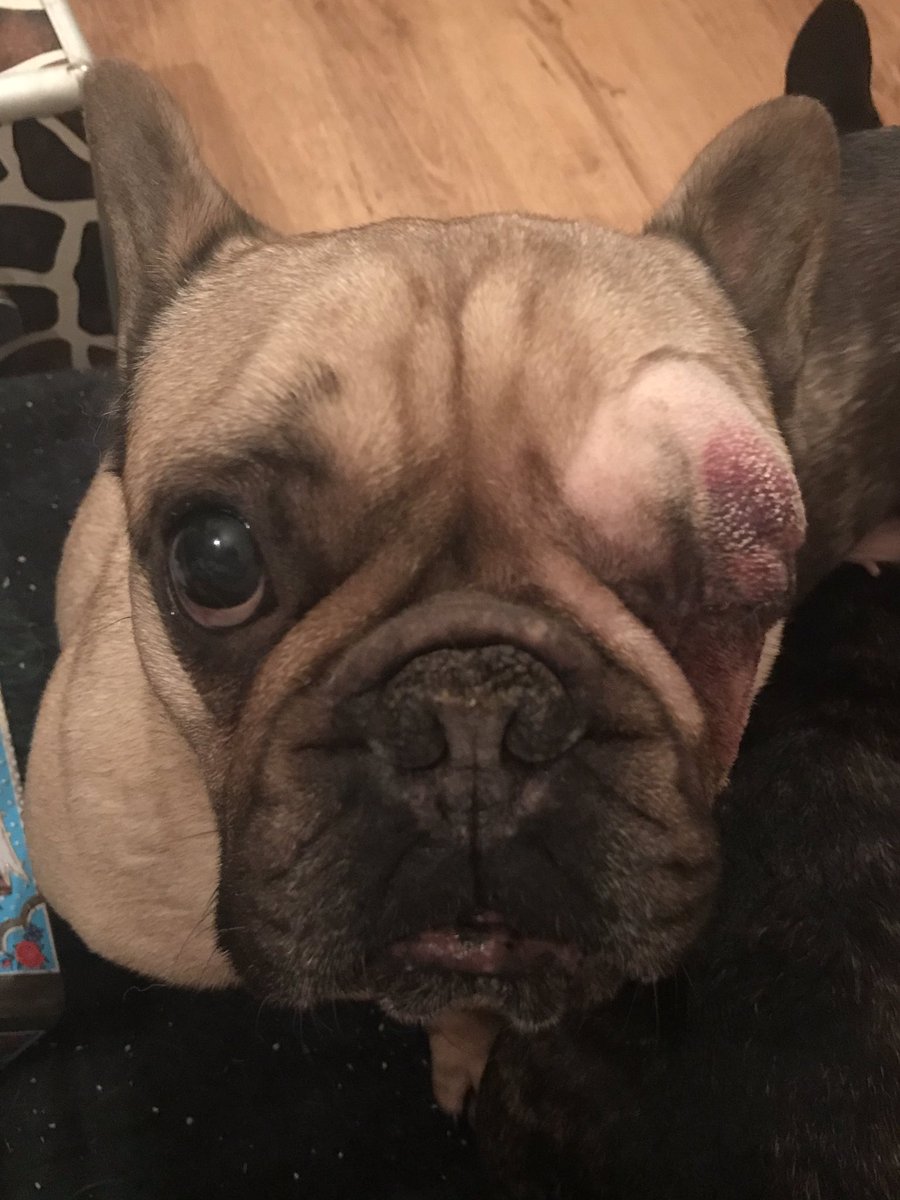 TheFamilyFrench's tweet photo. Progress from day one #Frenchie #frenchbulldog #glaucoma #frenchbulldogs #dogs #dog #canineglaucoma https://t.co/bOoo4MtWtD
