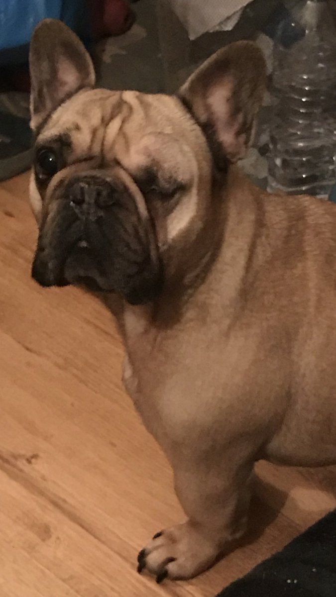 TheFamilyFrench's tweet photo. Progress from day one #Frenchie #frenchbulldog #glaucoma #frenchbulldogs #dogs #dog #canineglaucoma https://t.co/bOoo4MtWtD