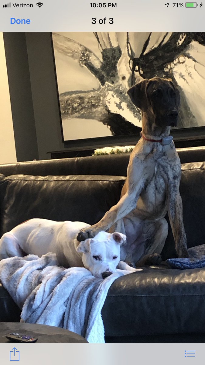 Buds #greatdanes #pitbulls