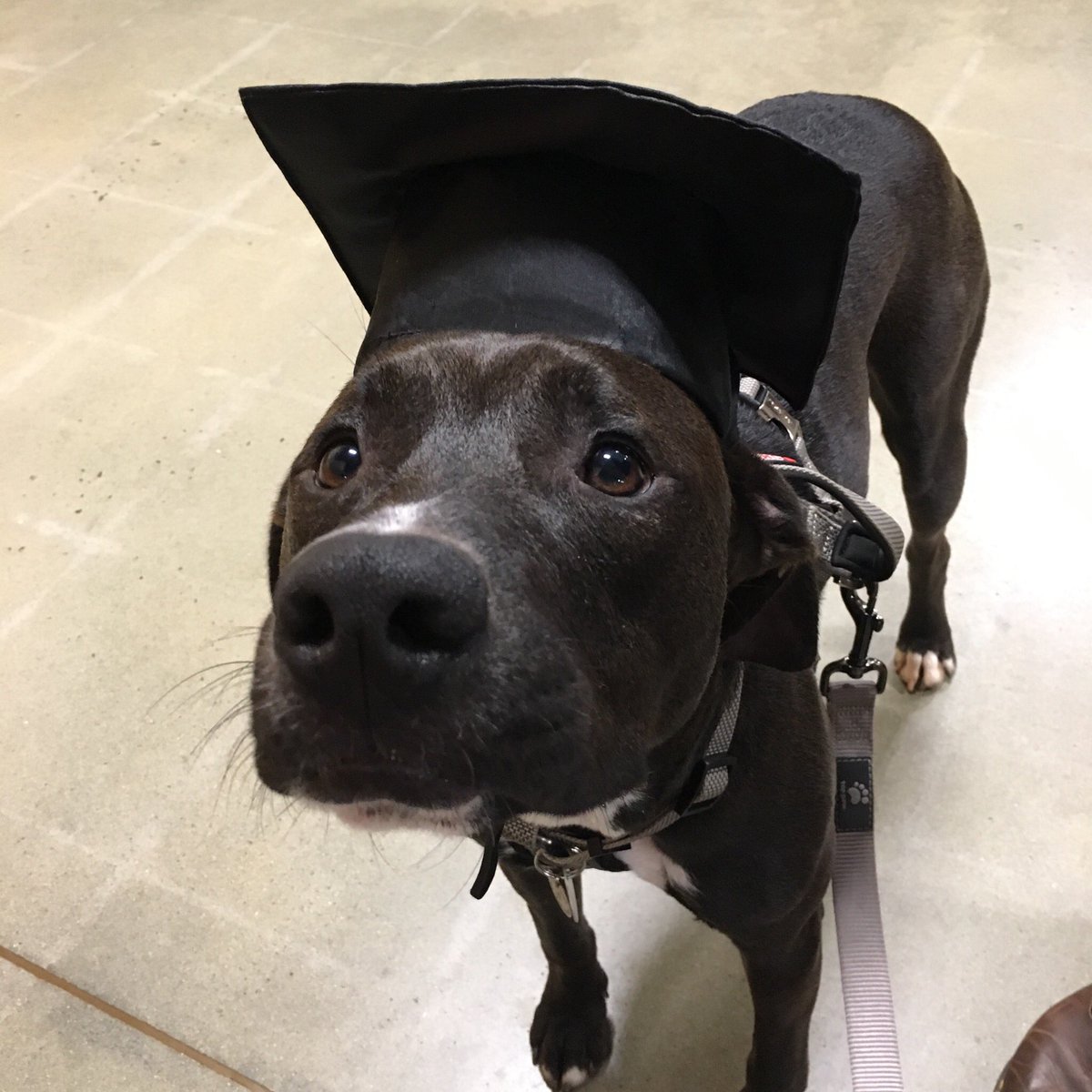AKDavidson_'s tweet photo. my baby graduated puppy training😭😩 https://t.co/edD9Tsfhky