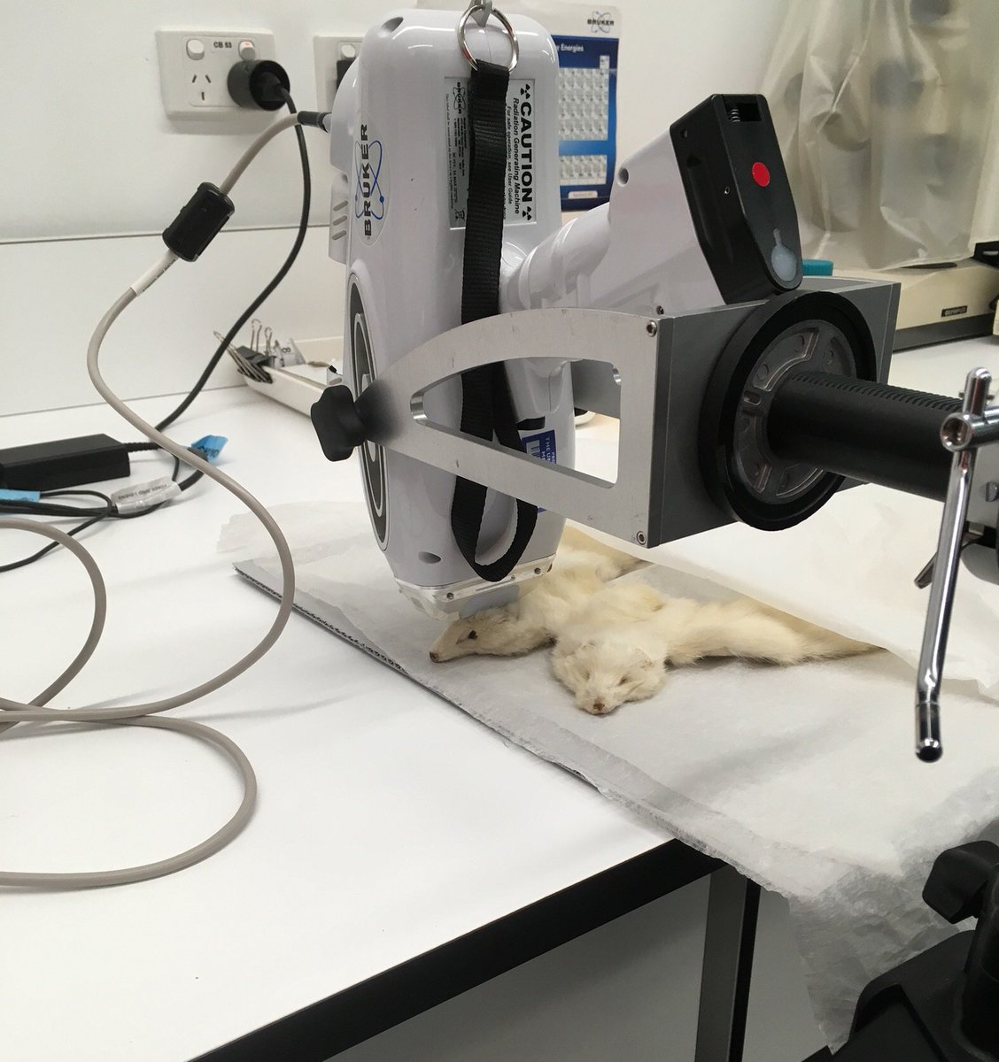 GraingerMuseum's tweet image. In preparation for display in #ObjectsofFame, student conservator Rachel Jones undertook treatment on a black satin and ermine evening gown belonging to Rose Grainger, follow the link for an insight into this process: ht.ly/CZyN30nksYJ #grimwadecentre @unimelb
