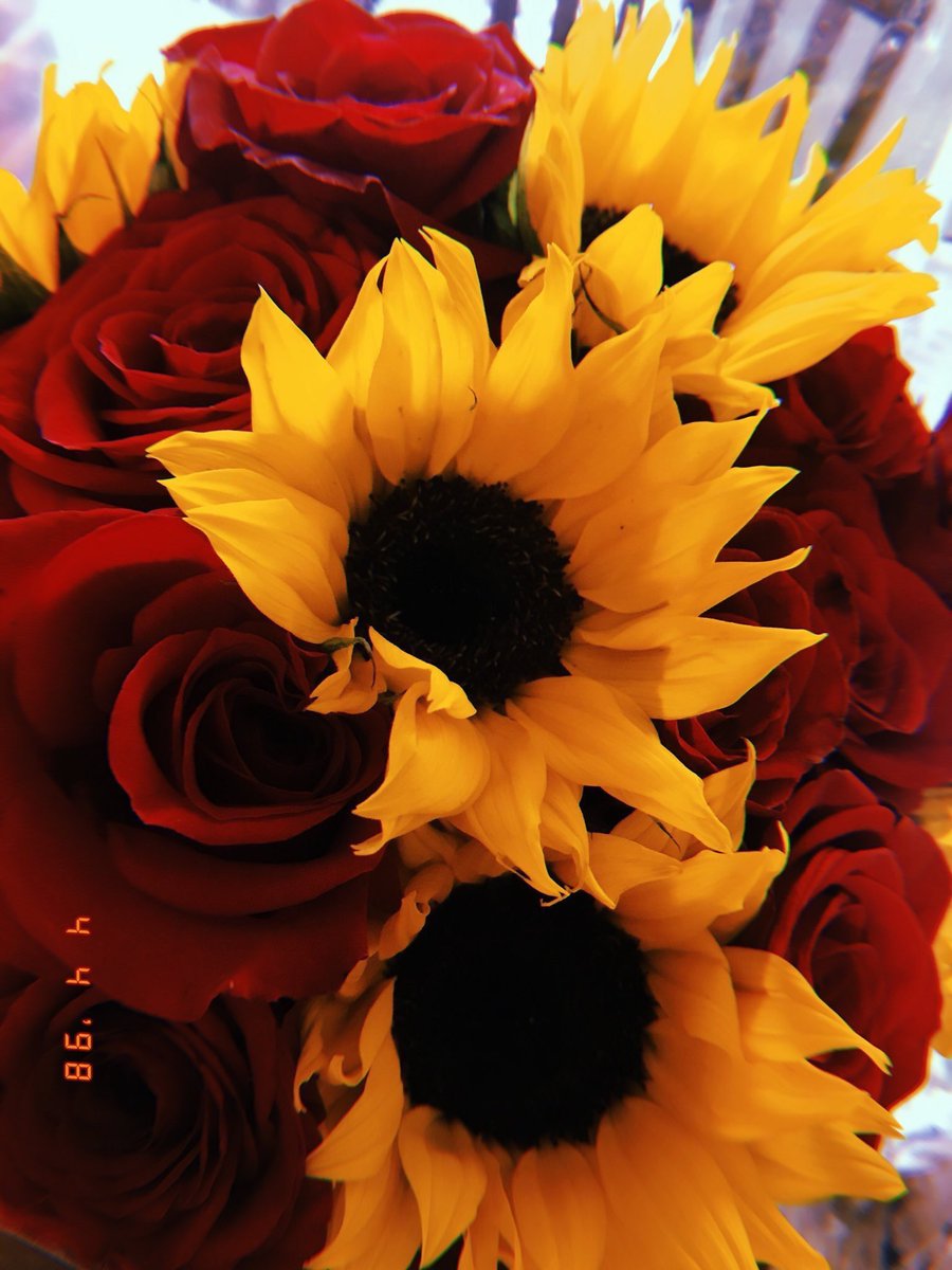 sunflowerlust's tweet photo. sunflowers and roses are the way to my heart 😍🌻💛 https://t.co/xngk8VzD21