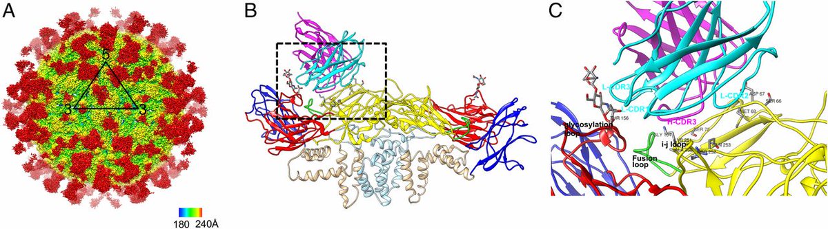 Prof. Rossmann and Prof. Kuhn's groups @PurdueBiolSci along with collaborators provide insights into the structural basis of a potent human mAb against Zika virus. Check out the publication at pnas.org/content/early/… #CryoEM #purdueresearch #structuralbiology