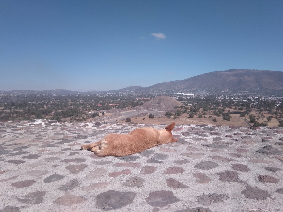 FrontierCAX's tweet photo. #Teotihuacán, what a wonderful site and what a steep climb to the top it was! I wonder why the dog made the climb to the top of the temple of the sun, maybe he just wanted to enjoy the view? #ruins #culture #history https://t.co/sIVi1QybDb