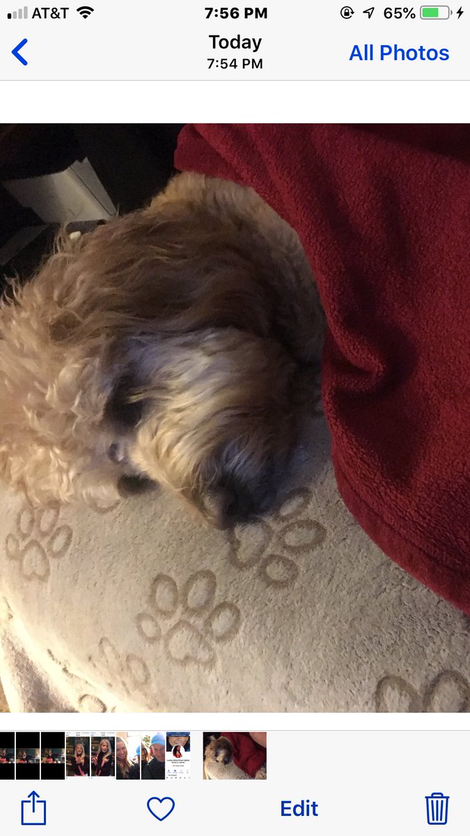 bradgrunberg's tweet photo. Cuddles On A Wet Night Under The Covers! Sweet Dreams My Beautiful Annie ❤️ #dogs #doddles #sleep #goldendoddles #fun #goldies #love https://t.co/CoHGDuOCK9