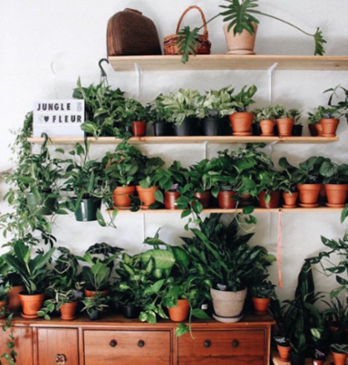 GetMyPip's tweet photo. More greens, please! 🌿💚 
#plants #green #goals #plantshop#plantsofinstagram #greenery https://t.co/v74mFrOEO6