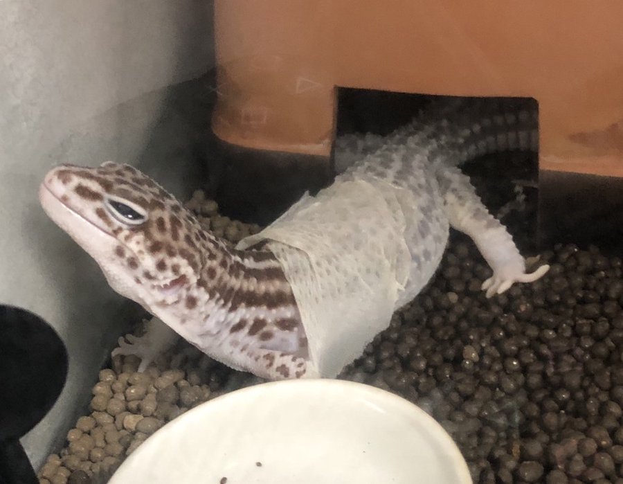 まとめ 美女が勢揃い 爬虫類を飼育している爬虫類女子まとめ