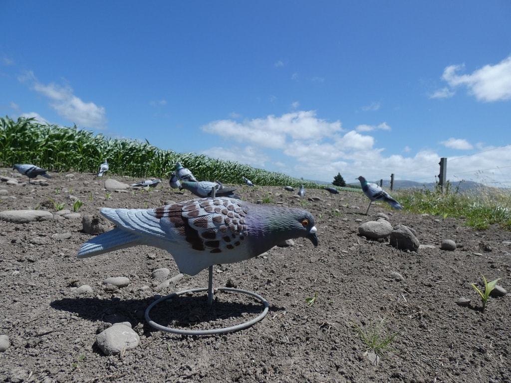 Gareth Faulkner tweet media