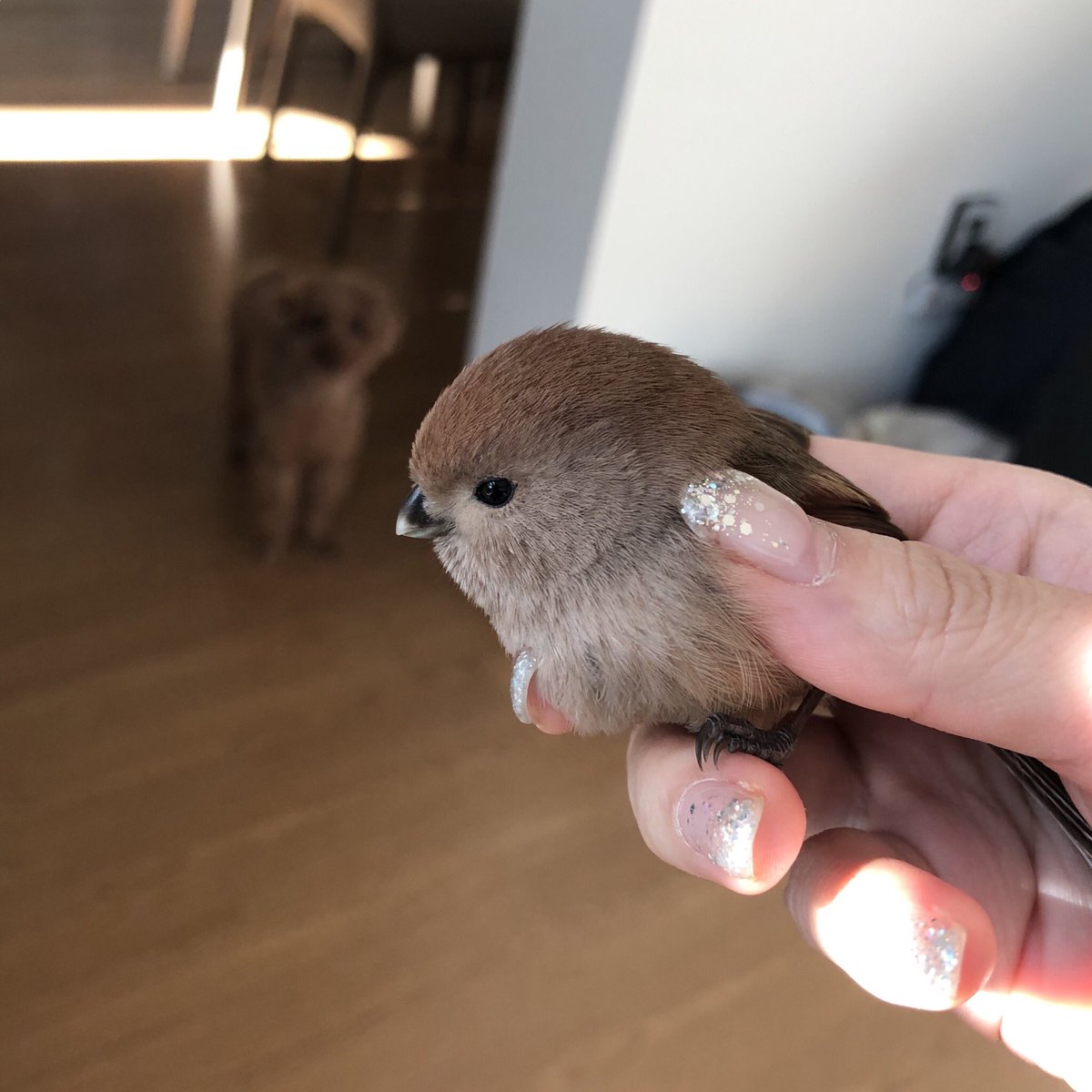 집앞에 뱁새가 쓰러져있어서... 미친듯이 조류 진료하는 동물병원 찾고 있었는데 삼십분뒤 두 발로 서더니 날아감 다행이다.....(툐미:(멀찍)