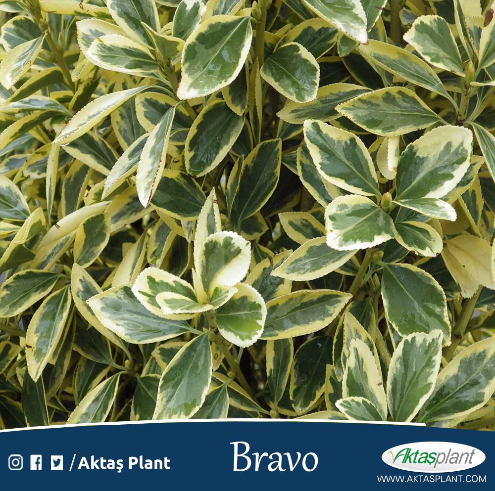 🇹🇷 Taflan Bravo
🌍 Euonymus japonica bravo
🌲 Sene boyunca yaprak dökmezler. Her dem yeşildir
#aktaşplantgroup #TaflanBravo #euonymusjaponicabravo #ağaç #çalı #çiçek #duvarbahçe #dikeybahçe #Sulaymaniyah #ıraq #istanbul #Kirkuk #sosyalgüç #Azerbaijan #peyzaj #Spain #landscape
