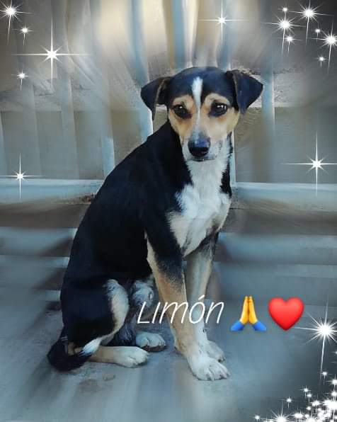 ritavon2's tweet photo. Albergue Bañaderos Gran Canaria
LIMON es un perro adulto de tamaño mediano! Esta asustado y necesita una persona o familia que puede dar un hogar y mucho amor!
#Adopta
#GranCanaria
Puedes pedir cita en
https://t.co/YedA8RXqoJ https://t.co/zfVC1K092q