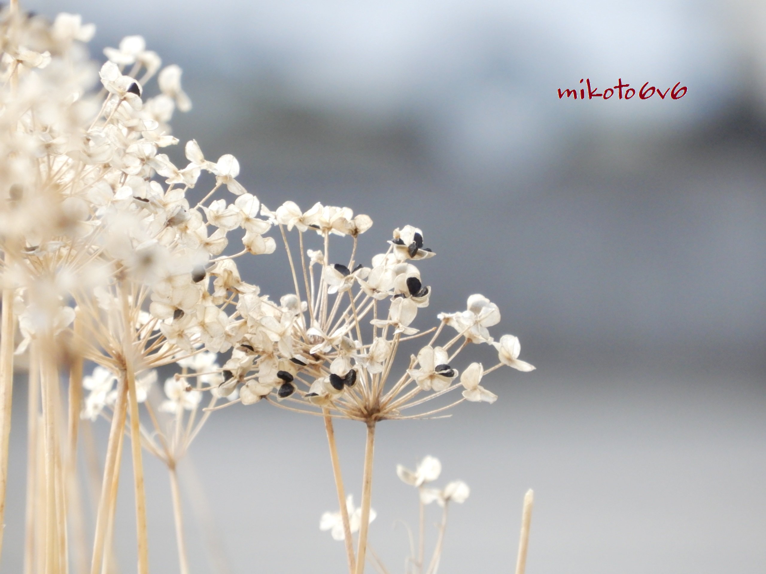 Mikoto カラカラに乾いた 立ち枯れのニラの花 実 黒い種がアクセントで 可愛かったなぁ 花言葉 多幸 星への願い 韮 にら イマハナ 花 ドライフラワー 冬 Alliumtuberosum Garlicchives Flower Dryflower Winter Slowlife Nikon