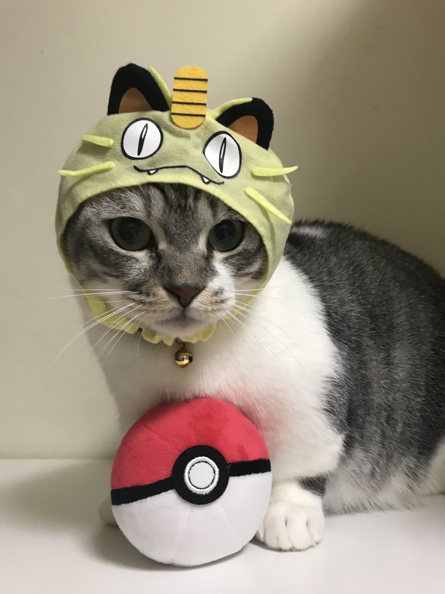 Gomez Cat 猫youtuber Sur Twitter ニャースとカビゴン ねこのかぶりものポケモン ポケモン ピカチュウ マンチカン ねこ 猫 猫好きな人と繋がりたい T Co Okwr2v7mib Twitter