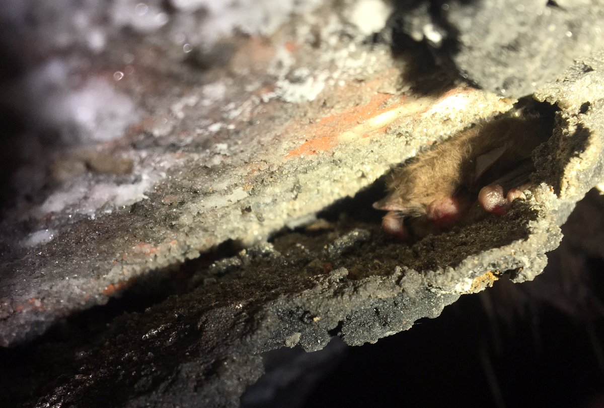 ElliottHBurns's tweet photo. Had a great time at the weekend with @LondonBatGroup! The disturbance to the site was a shame, but it was amazing to see so many #bats up close! #nature https://t.co/GmPiW4PSu9