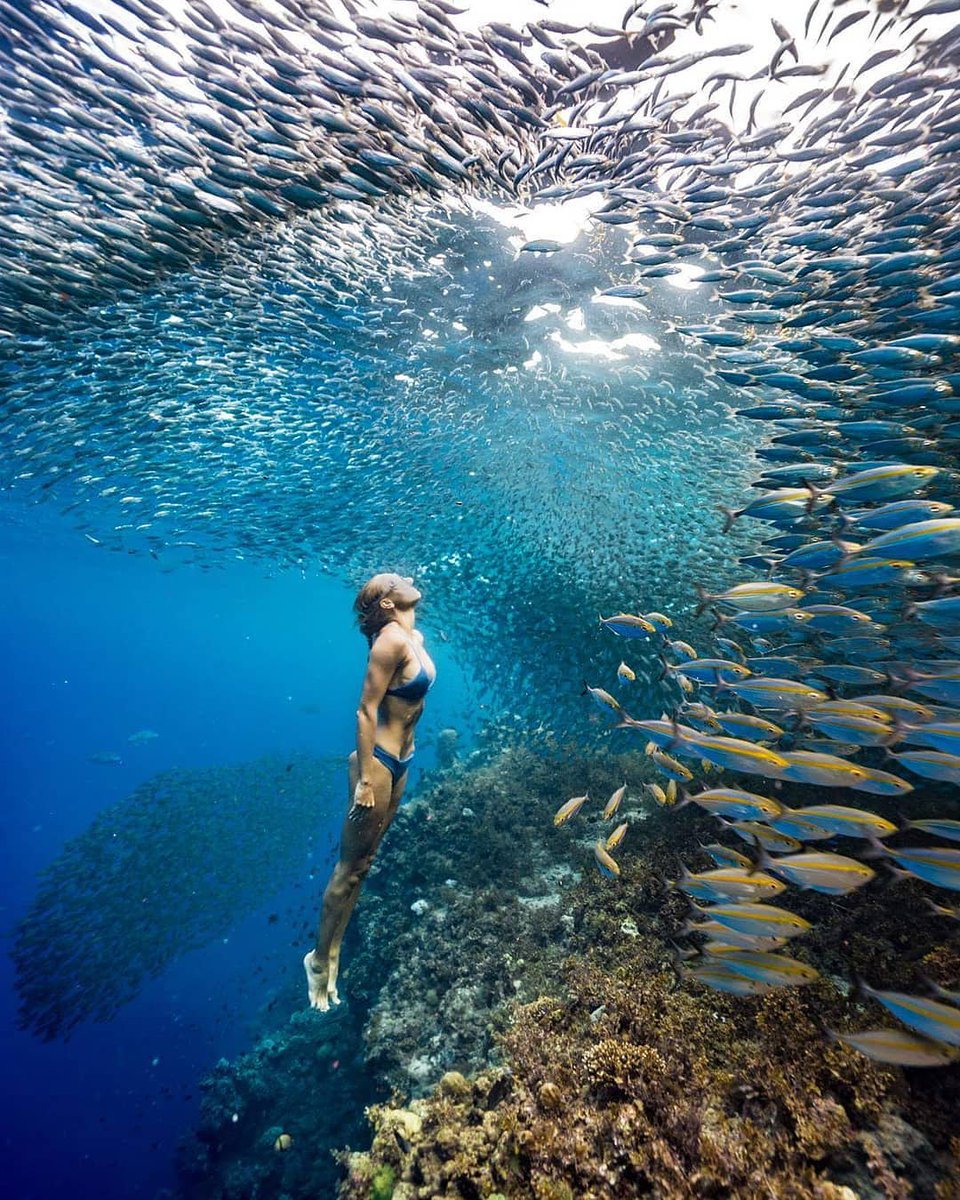 SeeBohol's tweet photo. Thanks to y'all #sardines in the north coast #Panglao for making this photo possible.

PC @adamfreediver 
Diving with @moceanfreediving 
And @molchanovsfreediving

#Repost 📸ctto: @li_elisabet
#SeeBohol #diving #beach #adventure #travel #mermaids #sea #Bohol #Philippines #asia https://t.co/sol2w7jWGe