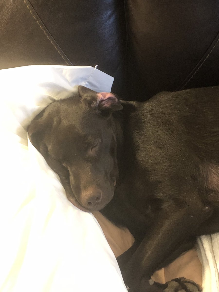 greenebuuddy's tweet photo. #WakeMeUp Jayde not ready to get up https://t.co/B14gNKAKVi