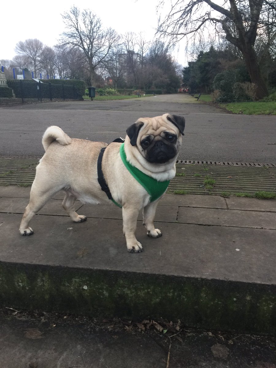 pixie_pug's tweet image. Another walk another picture #pug #Pugsnotdrugs #puglife