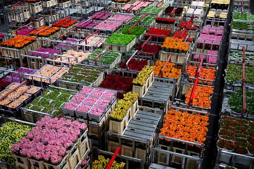 FloraDirect's tweet photo. Brexit Flower Supply Update - https://t.co/LxK3f6x1jz https://t.co/FkVFnRi1L2