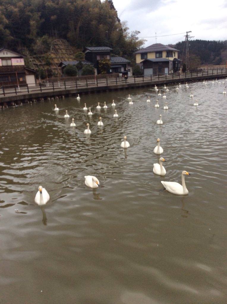 今日のように荒れた天候の日は白鳥にエサをあげる人が少ないんです。
僕の姿を見るとジワジワ寄ってきて大渋滞になります。
8枚入りの食パン4つがアッというまになくなりました。
最近話題の新潟県では瓢湖が有名ですが、あそこは鴨に占拠されてます。
ここはほぼ白鳥です。
#白鳥