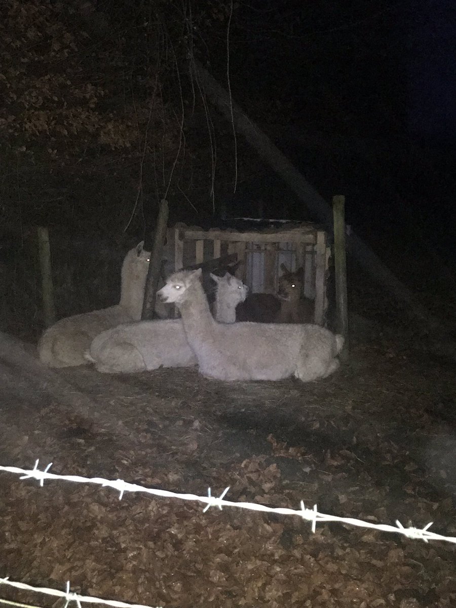 Shearwell's tweet photo. Alpaca 🦙 guard!!  Two old boys in the little shack seem to love it in there! 💙🦙 #IsWinterComing #Jan19 #Exmoor #pushmepullme https://t.co/Qjxze1L8s0