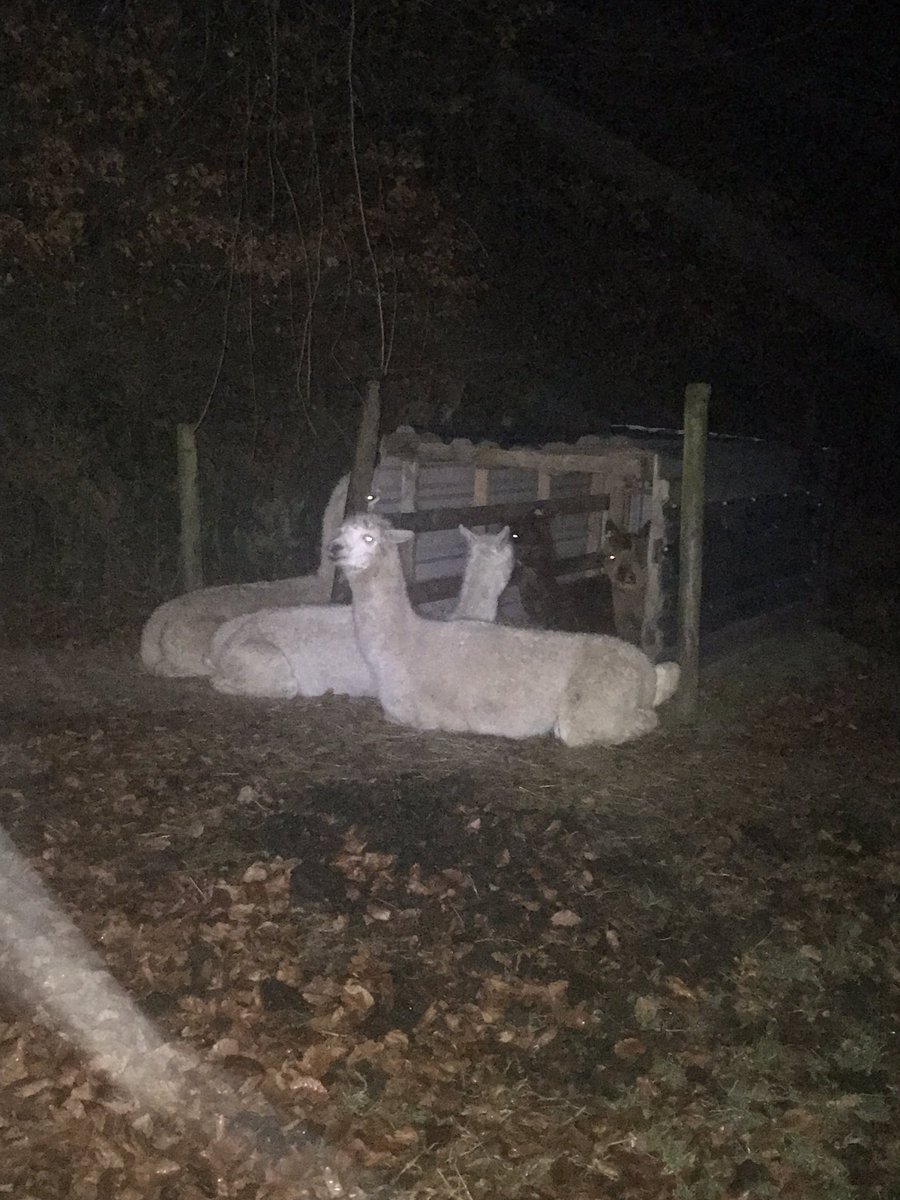 Shearwell's tweet photo. Alpaca 🦙 guard!!  Two old boys in the little shack seem to love it in there! 💙🦙 #IsWinterComing #Jan19 #Exmoor #pushmepullme https://t.co/Qjxze1L8s0