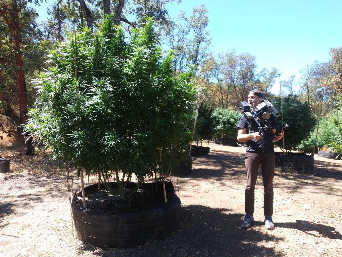 This is the purple lotus strain ...  It grew perfectly on the central coast of California at an elevation of 3000ft ...